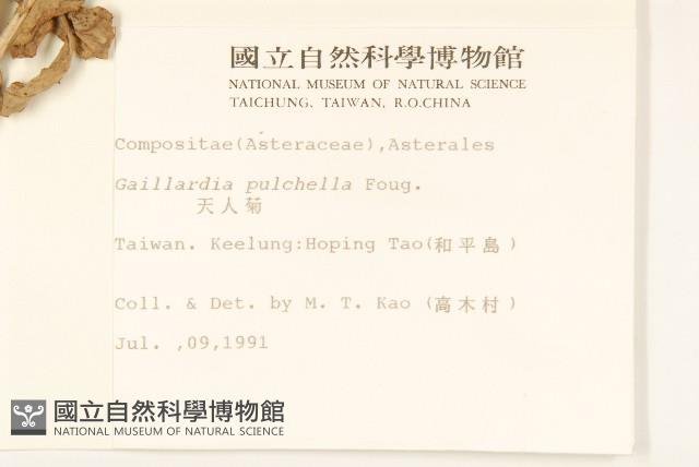 天人菊藏品圖，第2張