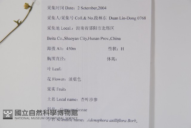 杏葉沙參藏品圖，第2張