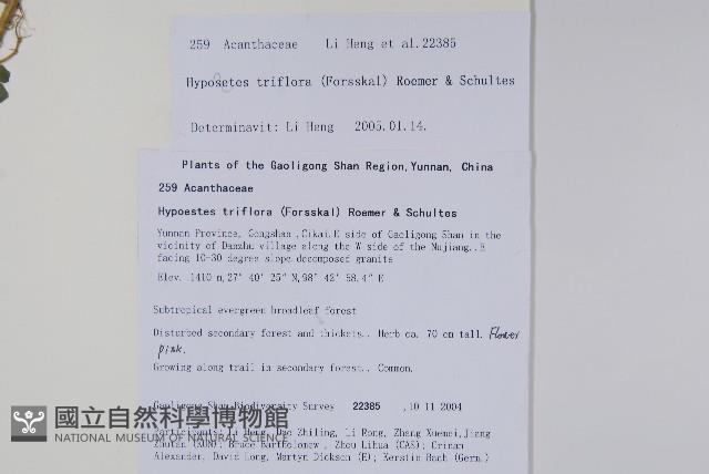 三花槍刀菜藏品圖，第2張