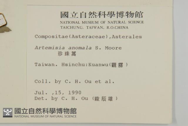 珍珠蒿、奇蒿藏品圖，第2張