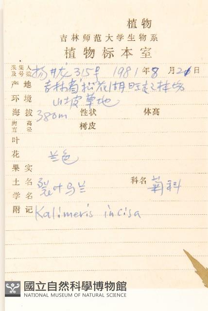 裂葉馬蘭藏品圖，第2張