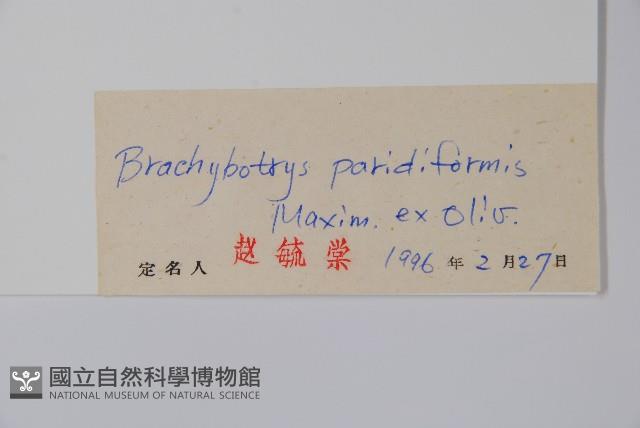 山茄子藏品圖，第2張