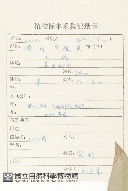 羊耳菊藏品圖，第2張