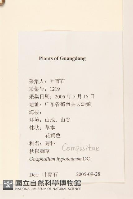 秋鼠麴草藏品圖，第2張