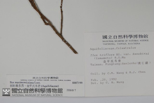 倒卵葉冬青、金平氏冬青藏品圖，第2張