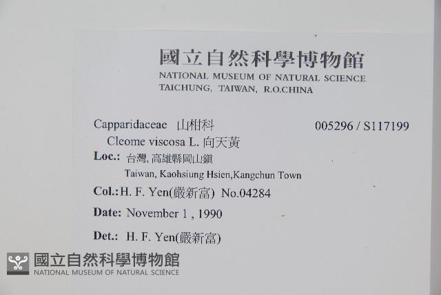 向天黃藏品圖，第2張