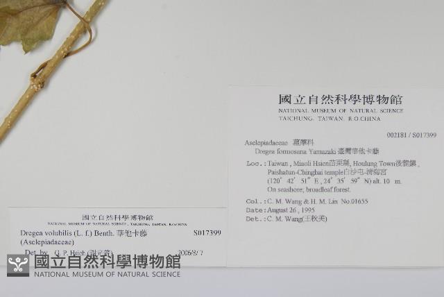 華他卡藤藏品圖，第2張