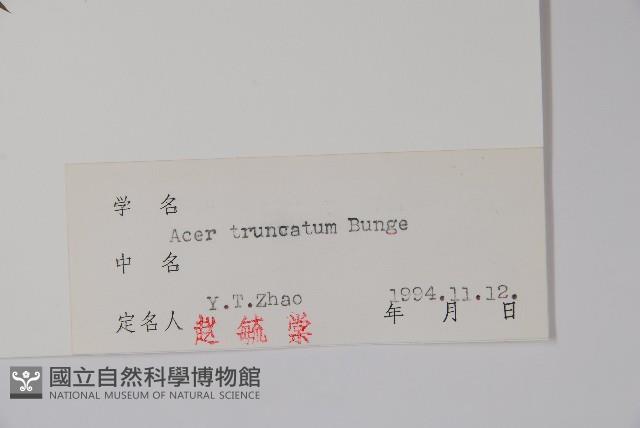 元寶槭藏品圖，第2張