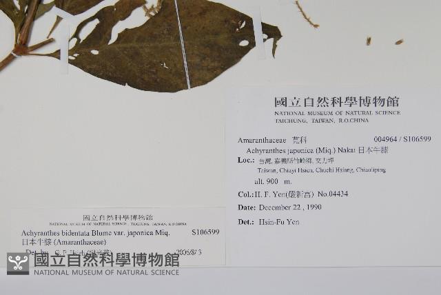 日本牛膝藏品圖，第2張