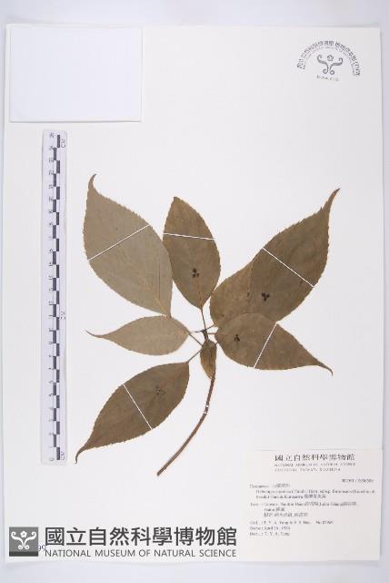 臺灣青莢葉藏品圖，第1張