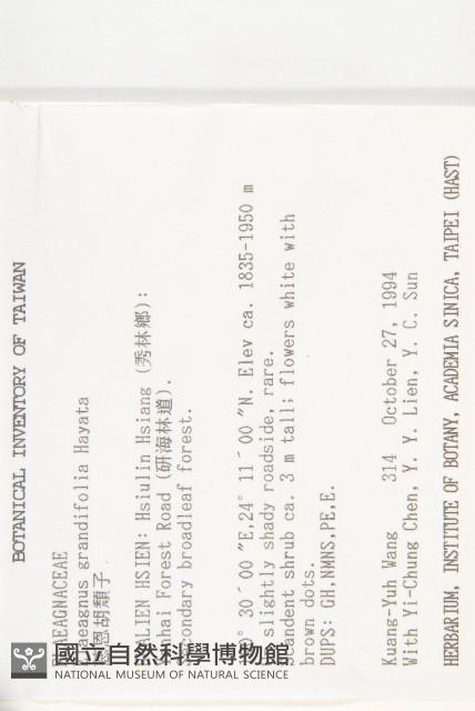 慈恩胡頹子藏品圖，第2張