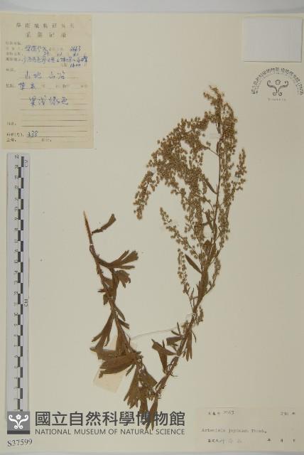 牡蒿藏品圖，第1張