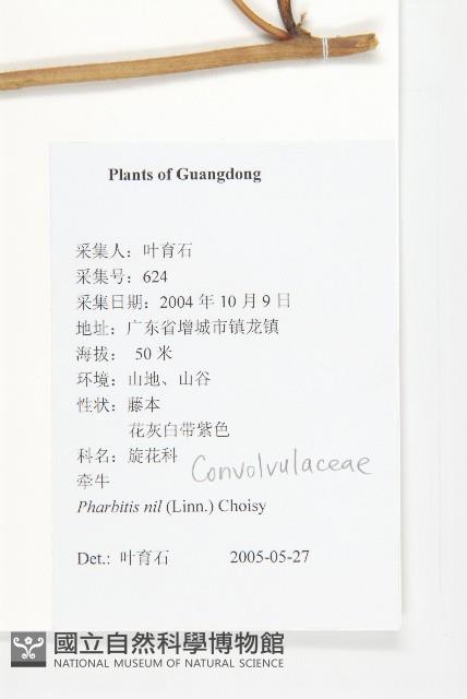 裂葉牽牛藏品圖，第2張