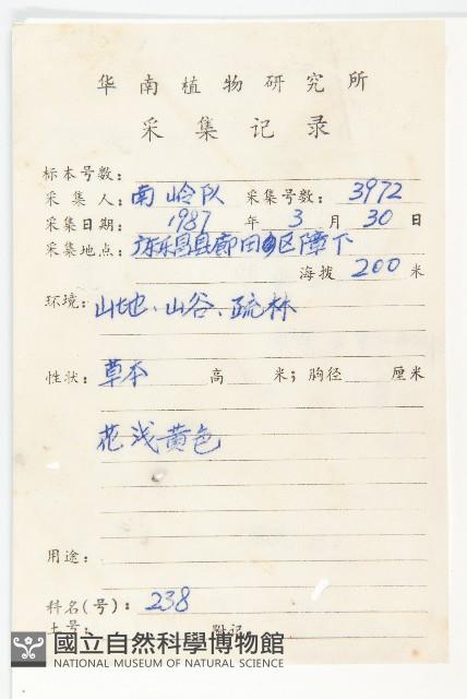 異葉黃鵪菜藏品圖，第2張