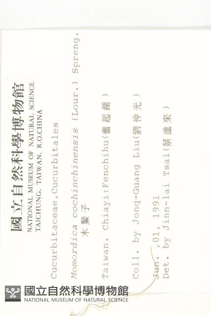 木鱉子藏品圖，第2張