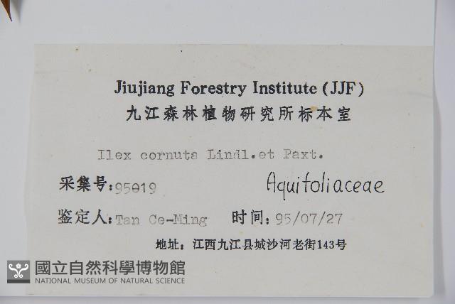 枸骨藏品圖，第2張