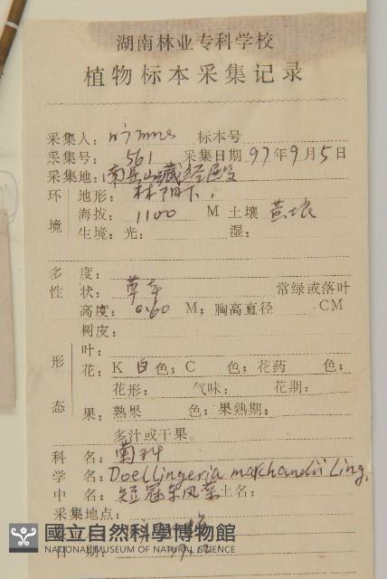 短冠東鳳菜藏品圖，第2張