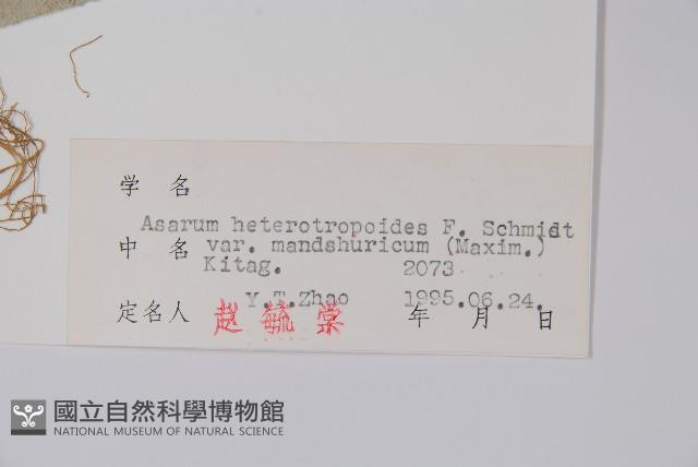 細辛、遼細辛藏品圖，第2張