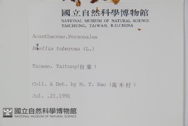 塊莖蘆莉草、紫莉花、藍蘆莉、球根蘆莉藏品圖，第2張