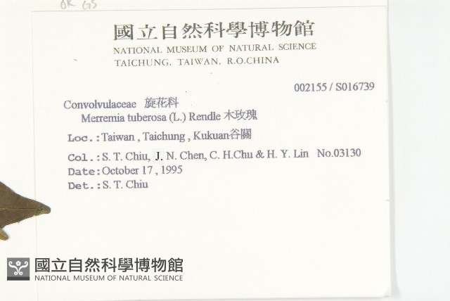 姬旋花、木玫瑰藏品圖，第2張