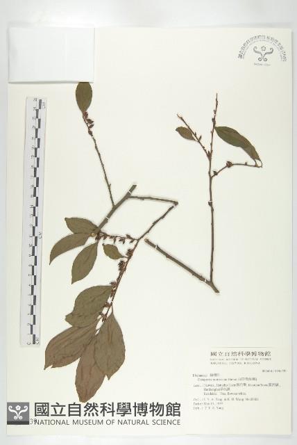 山紅柿藏品圖，第1張