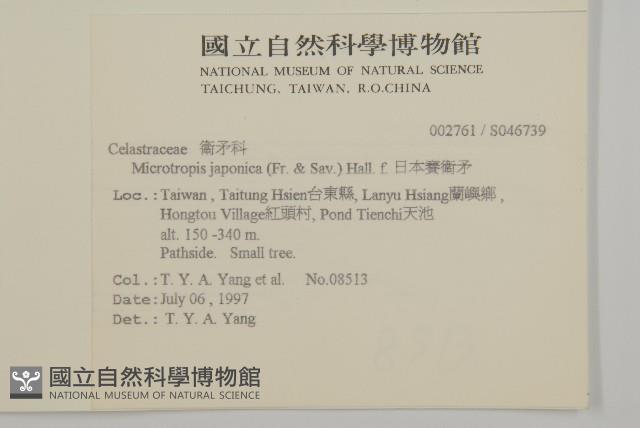 日本賽衛矛、日本假衛矛藏品圖，第2張