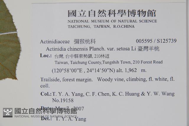 臺灣羊桃藏品圖，第2張