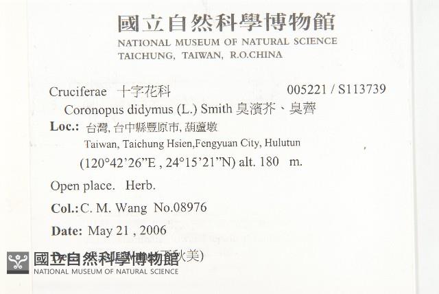 臭濱芥、臭薺藏品圖，第2張