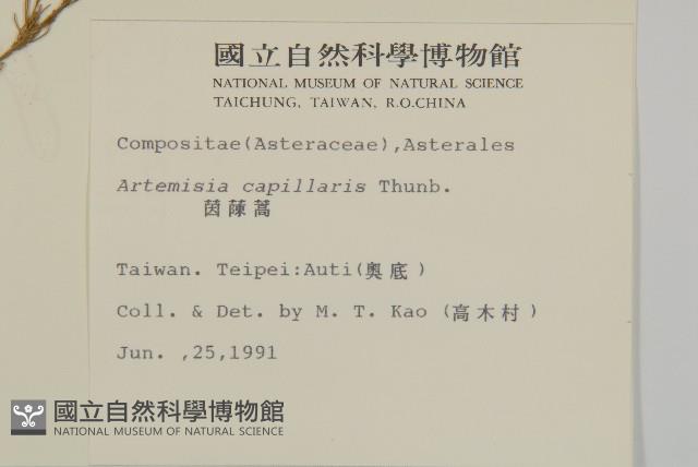 茵蔯蒿藏品圖，第2張