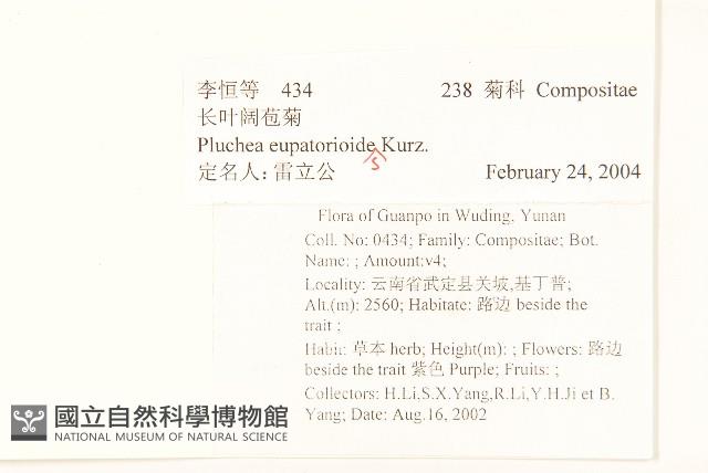 長葉闊苞菊藏品圖，第2張