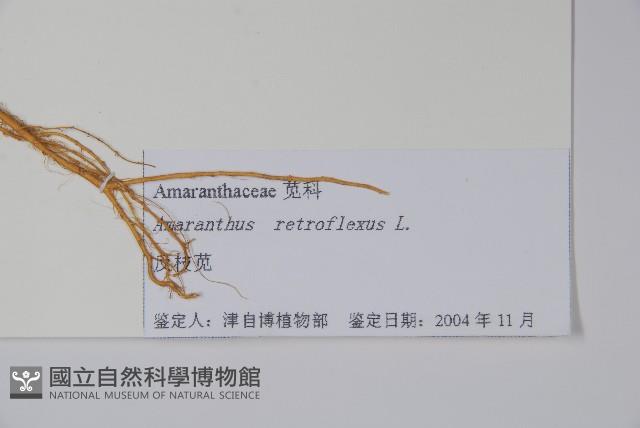 反枝莧藏品圖，第2張