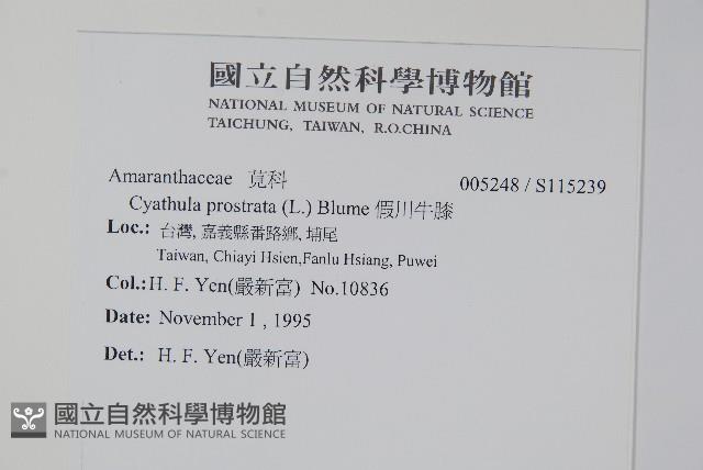 假川牛膝藏品圖，第2張