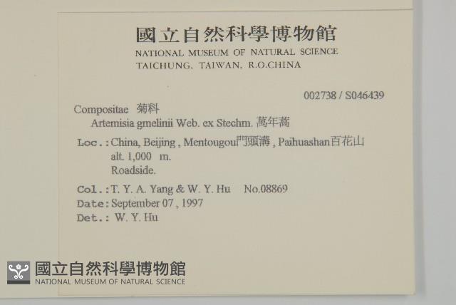 白蓮蒿藏品圖，第2張