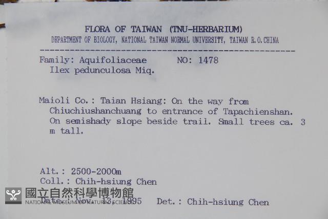 刻脈冬青藏品圖，第2張