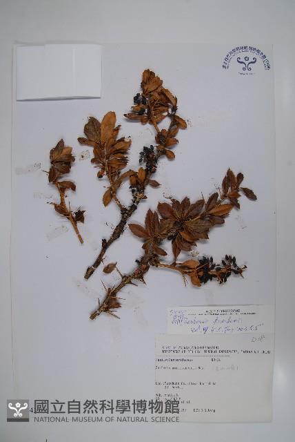 臺灣小蘗藏品圖，第1張