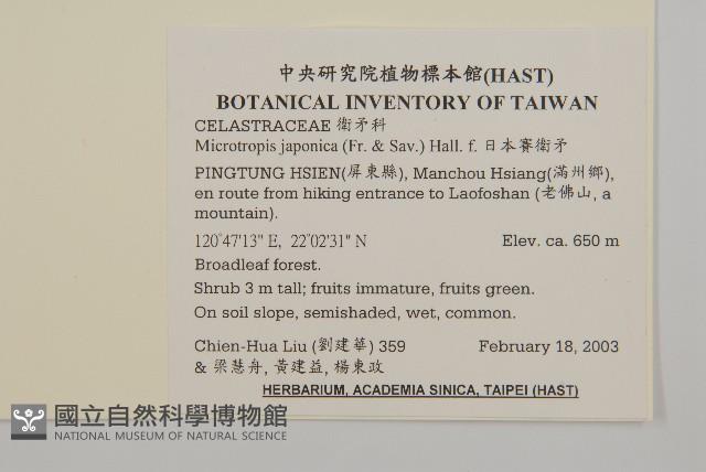 日本賽衛矛、日本假衛矛藏品圖，第2張