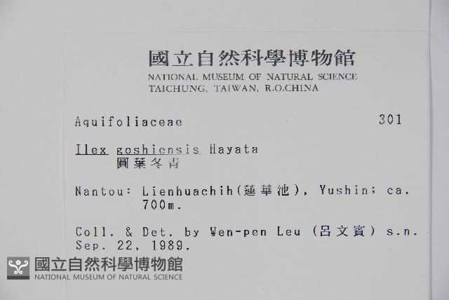 圓葉冬青藏品圖，第2張