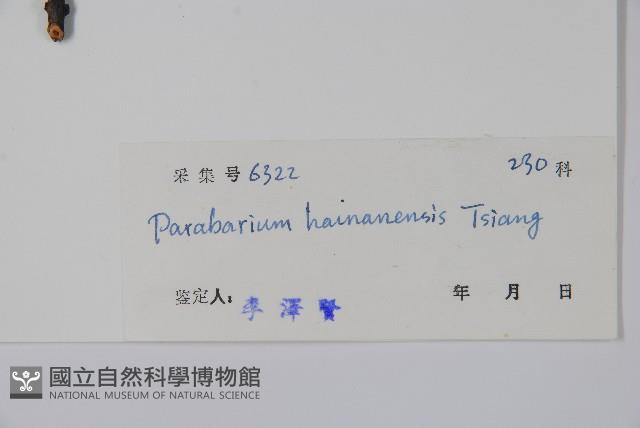 海南杜仲藤藏品圖，第2張