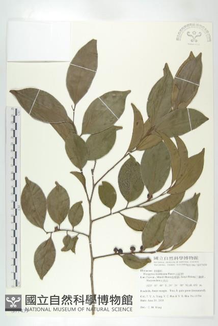 山紅柿藏品圖，第1張