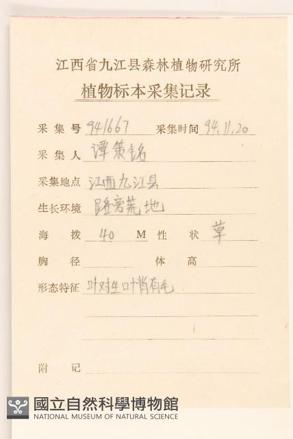 小米菊藏品圖，第2張