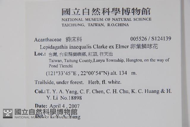 卵葉鱗球花藏品圖，第2張