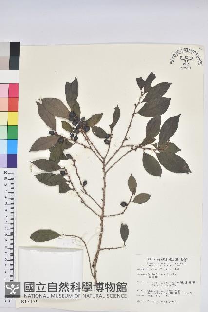 刺杜密藏品圖，第1張