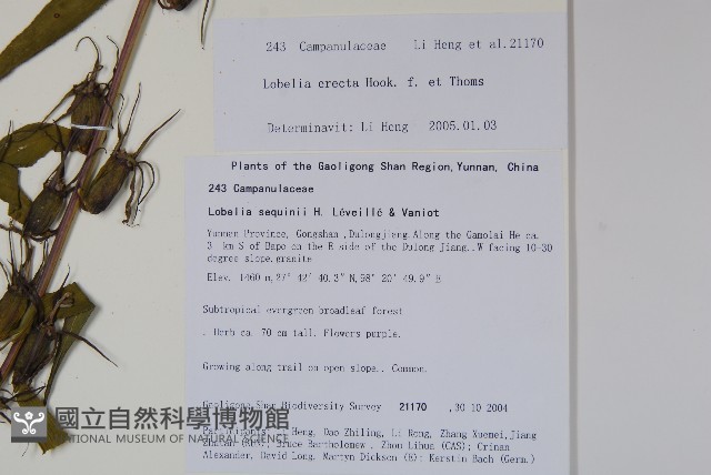 直立山梗菜藏品圖，第2張