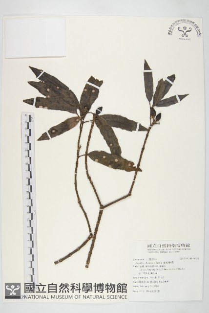 桃葉珊瑚藏品圖，第1張