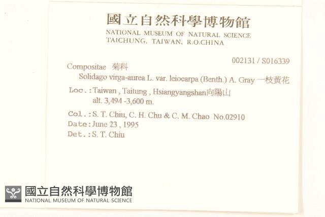 一枝黃花藏品圖，第2張