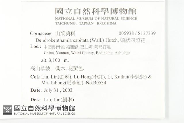 頭狀四照花藏品圖，第2張