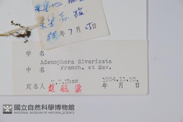 展枝沙參藏品圖，第2張