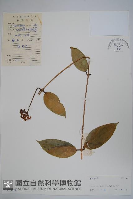 毬蘭藏品圖，第1張