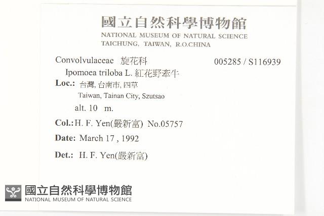 紅花野牽牛藏品圖，第2張