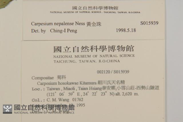 黃金珠藏品圖，第2張